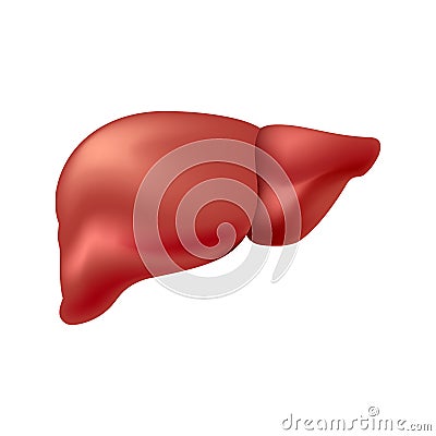 A healthy human liver isolated on white background Stock Photo