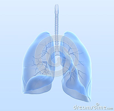 Healthy human lungs with bronchia and trachea, medically 3D illustration Cartoon Illustration
