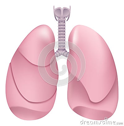 Healthy human lungs. Respiratory system. Lung, larynx and trachea of healthy person Vector Illustration