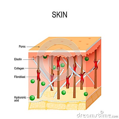 healthy human skin with collagen and elastin fibers, fibroblasts and Hyaluronic acid. Vector Illustration