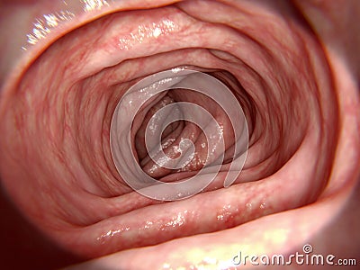 Healthy intestine Stock Photo