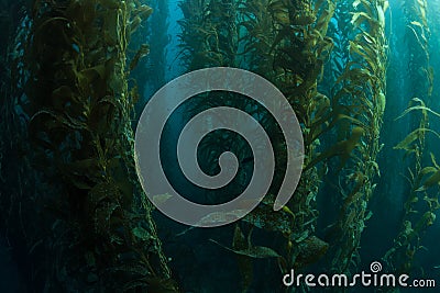 Healthy Kelp Forest Stock Photo