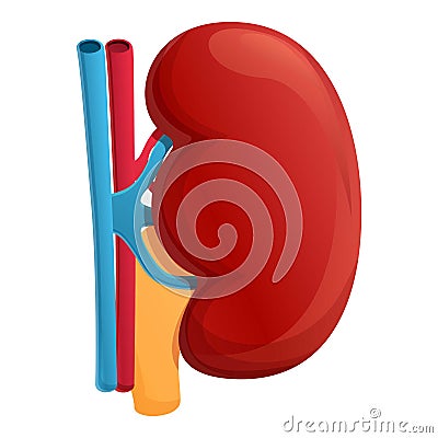 Healthy kidney icon, cartoon style Vector Illustration