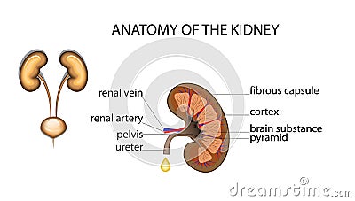 Healthy kidney Vector Illustration