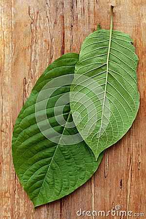 Healthy kratom leaves. Stock Photo