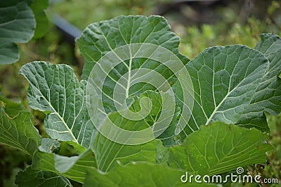 Leafy Collard Greens Stock Photo