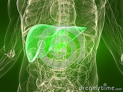 Healthy liver Cartoon Illustration