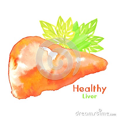 Healthy liver watercolor Stock Photo