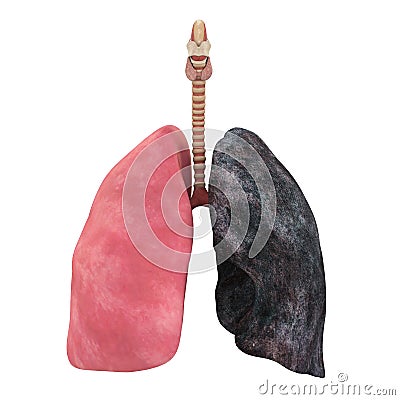 Healthy Lung and Smokers Lung Isolated Stock Photo