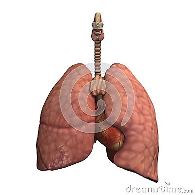 Healthy Lungs Stock Photo