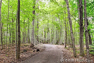 Healthy maple forest pathway during summer Stock Photo