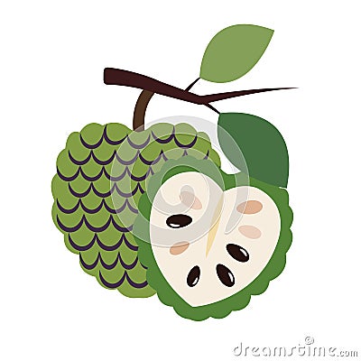 A nature Healthy organic cherimoya Vector Illustration