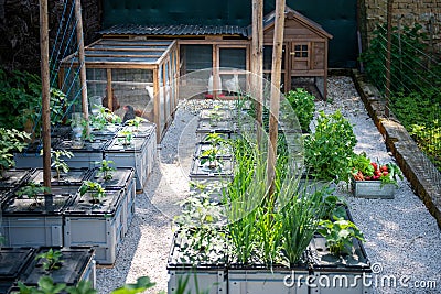 Healthy organic eating and sustainability lifestyle. Free range egg laying hens and homegrown vegetables. Stock Photo