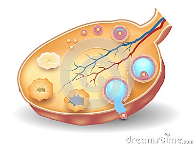 Healthy ovary structure, follicular development Cartoon Illustration