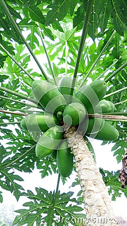 Healthy papaya tropical fruit Stock Photo