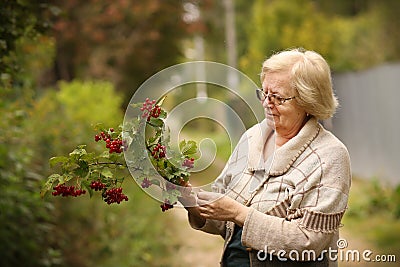 Healthy. pensioner woman in garden with viburnum berries collect harvest close up photo Stock Photo