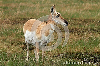 Healthy pronghorn deer Stock Photo
