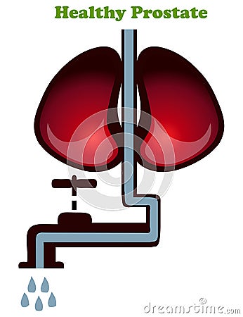 Healthy Prostate with a Faucet on the End. Vector Illustration