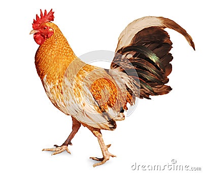 Healthy Rooster Stock Photo