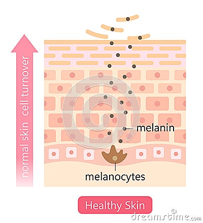 healthy skin cell turnover illustration. shedding dead skin cells and replacing them with younger cells. Beauty skin care concept Vector Illustration