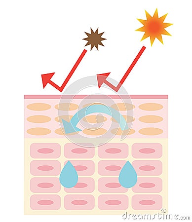 healthy skin mechanism Vector Illustration