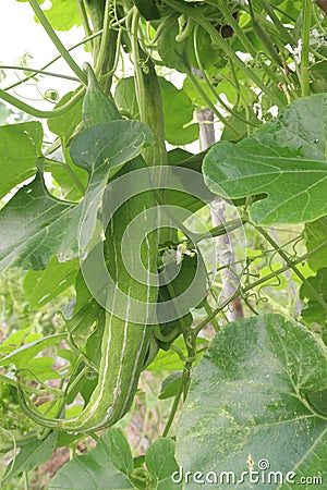 Healthy Snake Gourd on tree in farm Stock Photo