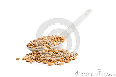 Healthy spelt grains Stock Photo