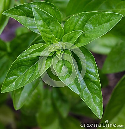 A healthy, sweet, Genovese basil plant growing organically in a Stock Photo