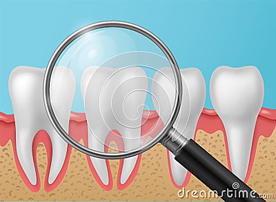 Healthy teeth with magnifying glass. Realistic white shining human tooth with roots in gums, enamel whitening treatment Vector Illustration