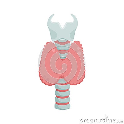 Healthy Thyroid gland placed on larynx and trachea vector flat illustration isolated on white background. Medical Vector Illustration