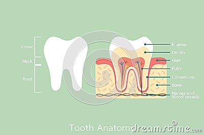 Healthy tooth anatomy with word Vector Illustration