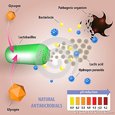 Healthy vaginal microflora Vector Illustration