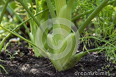 Healthy vegetables growing in garden, young green bulb of fennel plant Stock Photo