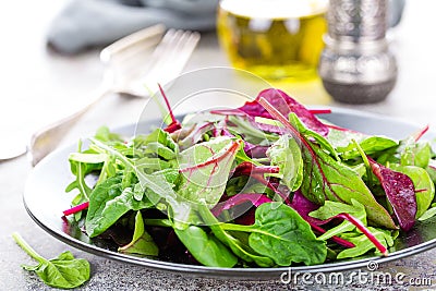 Healthy vegetarian dish, leafy salad with fresh chard, arugula, spinach and lettuce. Italian mix Stock Photo