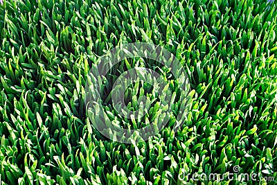 Healthy wheat grass Stock Photo