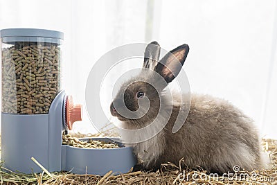 Healthy young rabbit furry bunny eating pellet food in automatic feeder on dry straw over white background. Cuddly fur bunny black Stock Photo