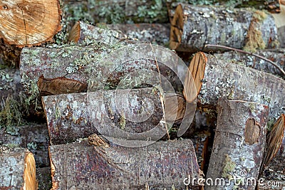 A heap of alder tree logs Stock Photo