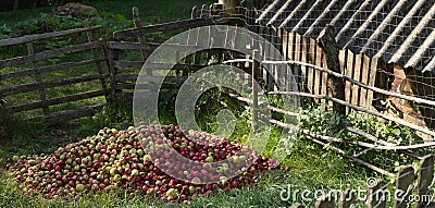 Heap Of Apples in Village Rustic Country Side Stock Photo