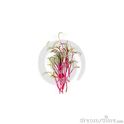 Heap of beet micro greens on white background. Healthy eating concept of fresh garden produce organically grown as a Stock Photo