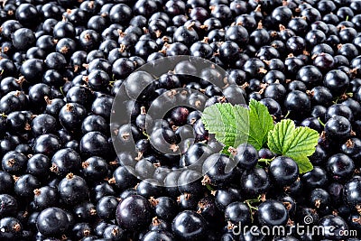 Heap of black currant. Fresh organic berries macro. Fruit background Stock Photo