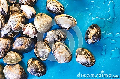 A heap of closed fresh raw clams and a blue wet background Stock Photo