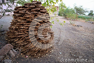 Heap of cow dung cakes for fuel Stock Photo
