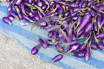 Heap of Eggplant on sale in Thailand. Stock Photo