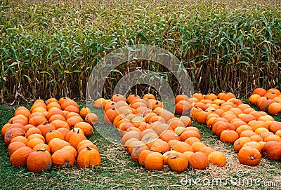 Heap of farm pumpkins on corn fiels Stock Photo