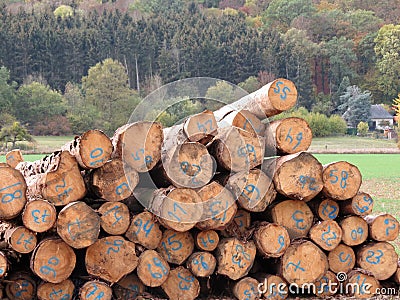 Heap of timber Stock Photo
