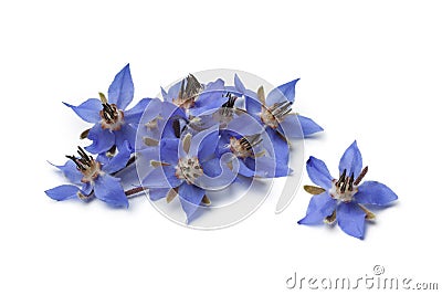 Heap of fresh borage flowers Stock Photo