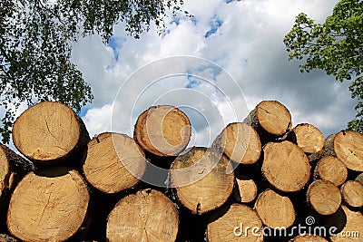 Heap of fresh cut wood trunk in forest Stock Photo