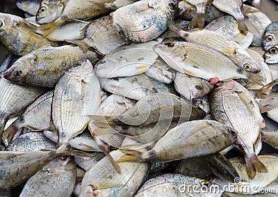 Heap of fresh gilt-head sea bream (Sparus aurata) for sale at the fish market, full frame Stock Photo