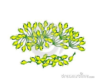 Heap of Fresh Green Cowslip Creeper Flower Vector Illustration