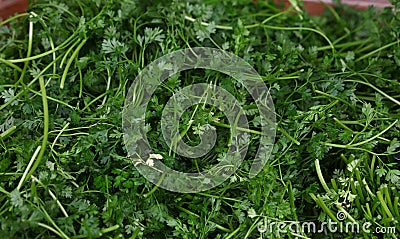 Heap of fresh green parsley bunches Stock Photo